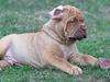 Dogue de bordeaux Flemming