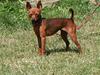 Dvaergpinscher Bevi Darkie [ Himmelhund]