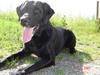 Labrador retriever Dux [ Himmelhund]
