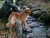 Golden retriever Gaya