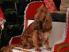 Cocker spaniel Tikki