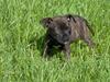Amerikansk staffordshire terrier NALA