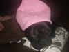 Fransk bulldog Luna