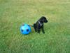 Labrador retriever Rofus <3Kærestens & min<3