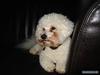 Bichon à poil frisé Luffe
