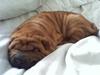Shar pei Buller