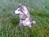Alaskan malamute Nukka