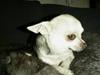 Chihuahua Silke
