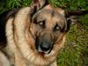 Schæferhund Tasso