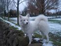 Japansk spids Malou R.I.P 11/9-2019