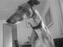 Greyhound Star Dream *d. 2/5-2008