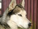 Siberian husky Sjanto