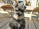 Dvaergschnauzer Sif