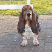 Basset hound Berta - RIP