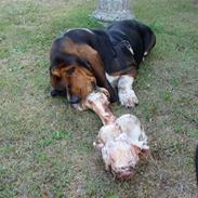 Basset hound Berta - RIP