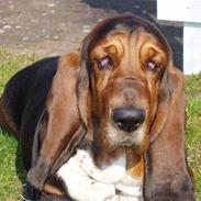 Basset hound Berta - RIP