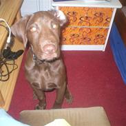 Labrador retriever tayson [død]