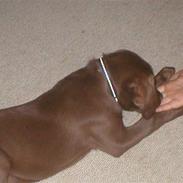 Labrador retriever tayson [død]