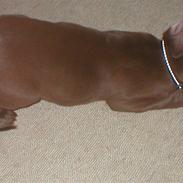 Labrador retriever tayson [død]