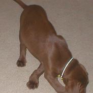 Labrador retriever tayson [død]