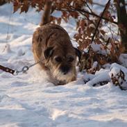 Border terrier Skarreklit Felix