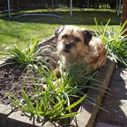 Border terrier Skarreklit Felix