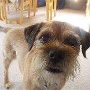 Border terrier Skarreklit Felix