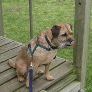 Border terrier Skarreklit Felix