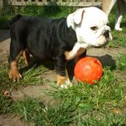 Engelsk bulldog buster