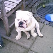 Engelsk bulldog billy