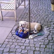 Engelsk bulldog billy