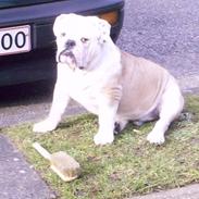 Engelsk bulldog billy