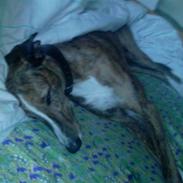 Greyhound Star Dream *d. 2/5-2008