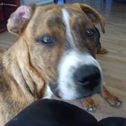 Amerikansk staffordshire terrier bamse