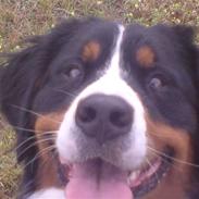 Berner sennenhund Shacia