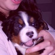 Berner sennenhund Shacia