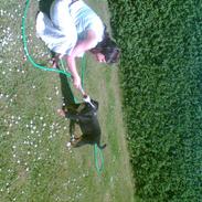 Berner sennenhund Shacia