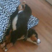 Berner sennenhund Shacia