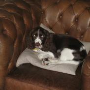 Engelsk springer spaniel Chess