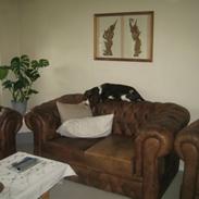 Engelsk springer spaniel Chess