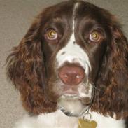 Engelsk springer spaniel Chess