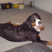 Berner sennenhund Shacia