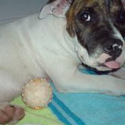 Amerikansk bulldog Kenzo