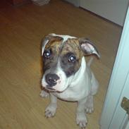 Amerikansk bulldog Kenzo