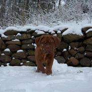 Dogue de bordeaux Cassio