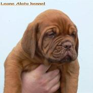 Dogue de bordeaux Cassio