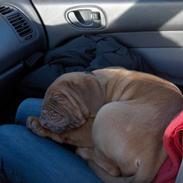 Dogue de bordeaux Cassio