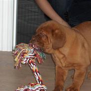 Dogue de bordeaux Cassio