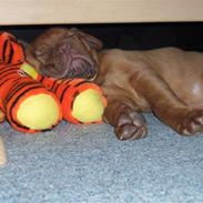 Dogue de bordeaux Cassio