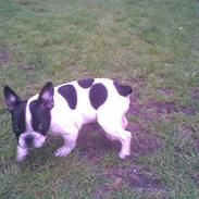 Fransk bulldog Koda <3 R.I.P :( Kig her!